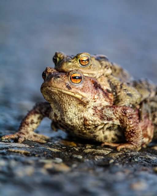[꿈해몽] 두꺼비 개구리 맹꽁이에 관한 꿈 풀이