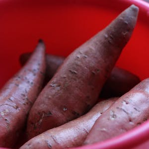 고구마-sweet-potato