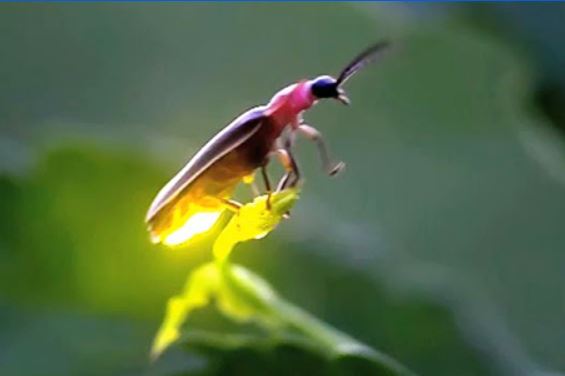 벌레 개똥 common glow