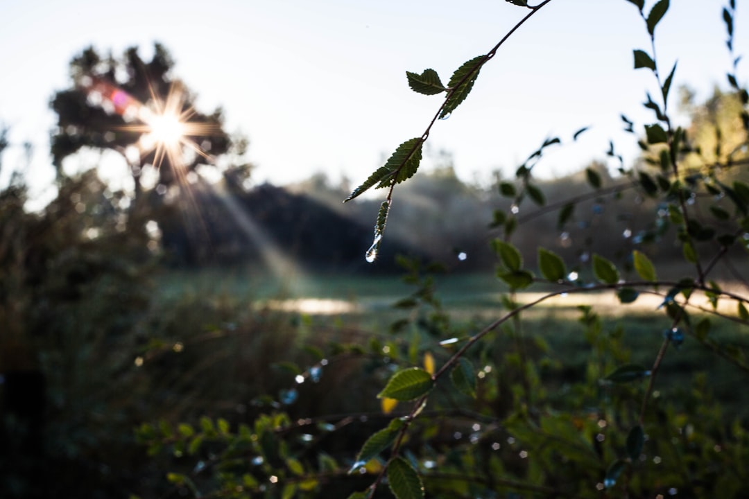 Irrigation