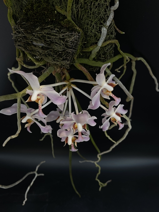 Paraphalaenopsis laycockii 꽃사진