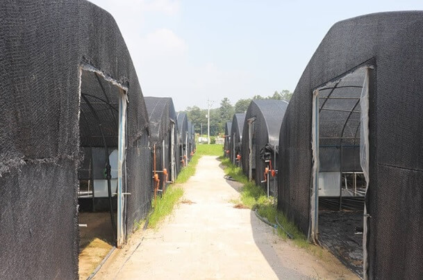 6시내고향 경남 산청 상황버섯 명가 지리산새희망상황버섯 주문방법