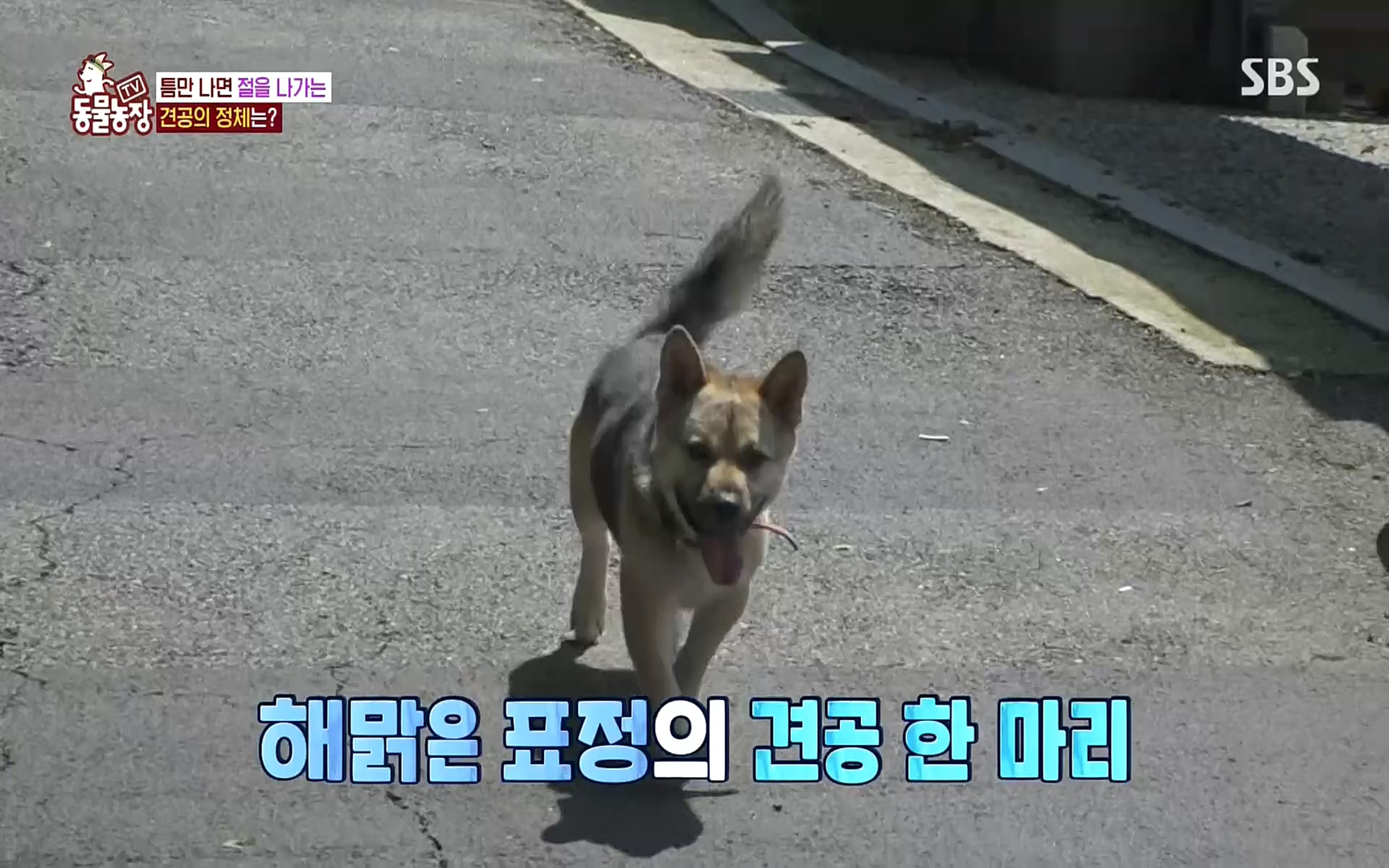 TV 동물농장.E1083.220821p.H264-F1RST.mp4_20220821_183704.390.jpg