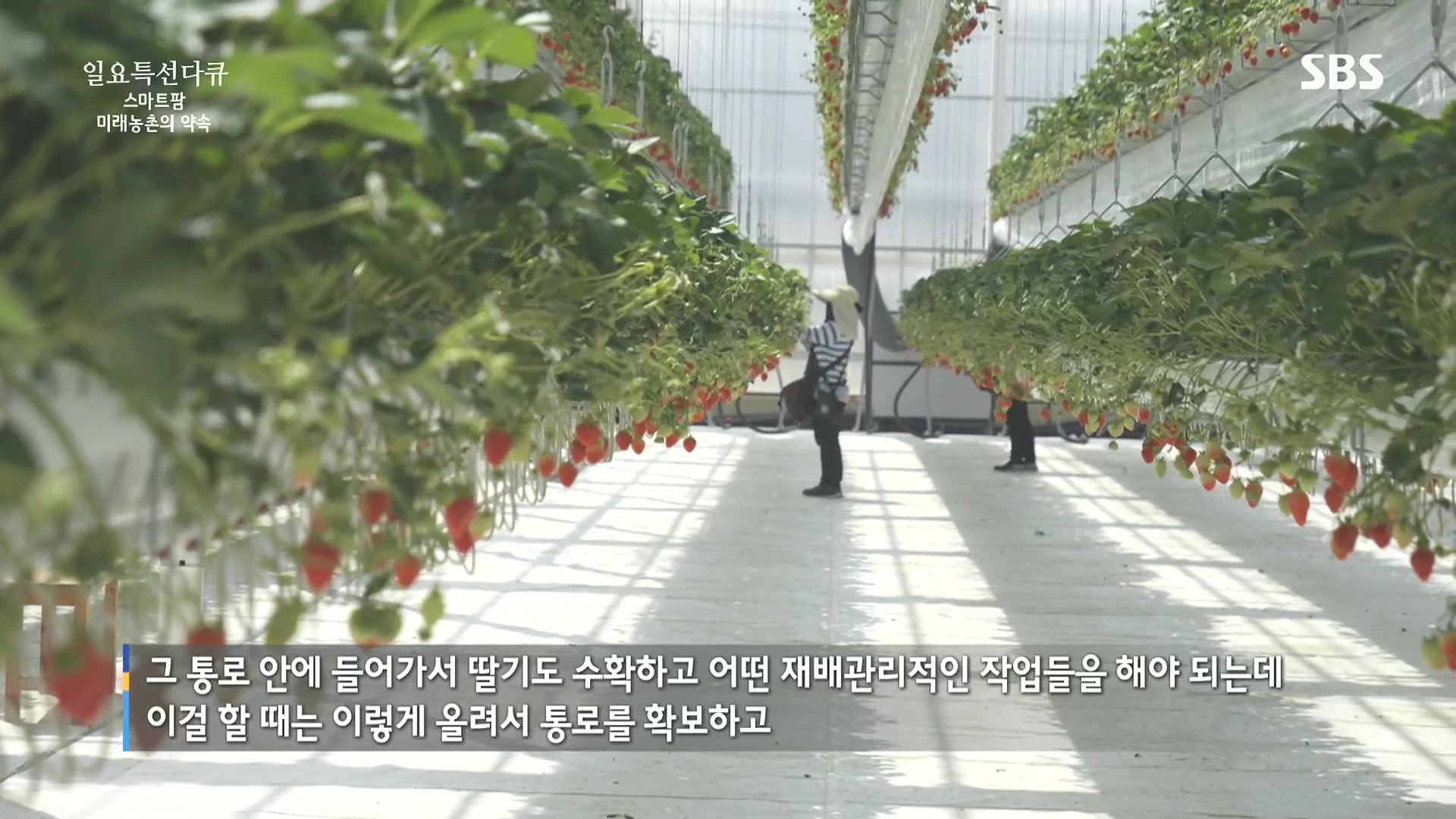일요 특선 다큐멘터리.E348.240804p.H264-F1RST.mp4_20240805_195547.968.jpg