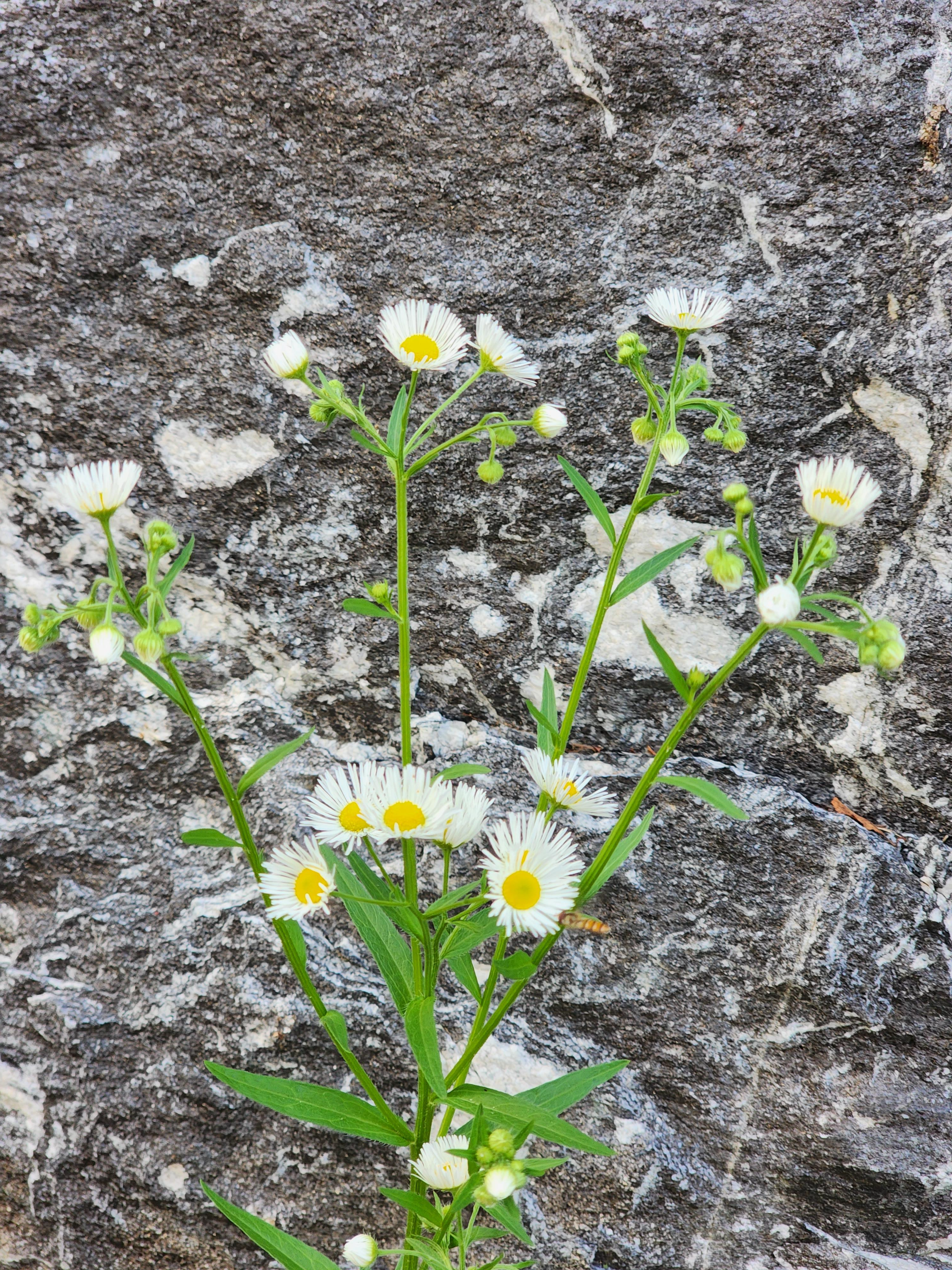 개망초 나물 효능 – 들녘의 여름 전령사