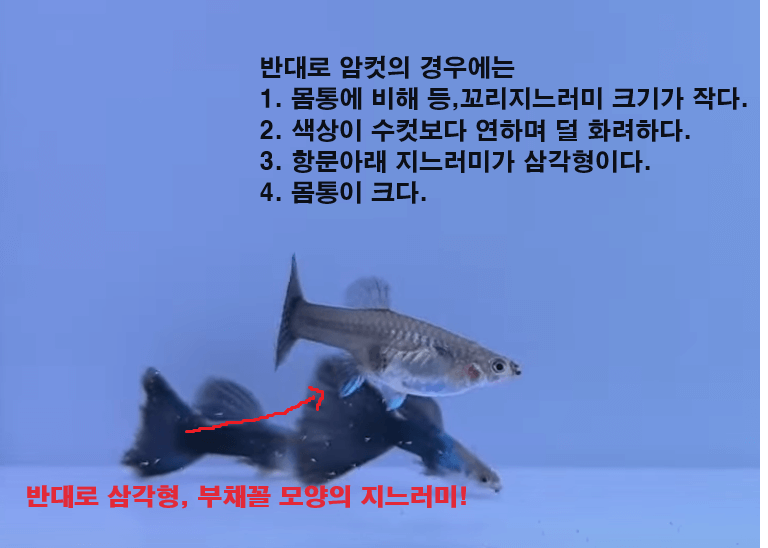 구피 암수 구별하는 방법