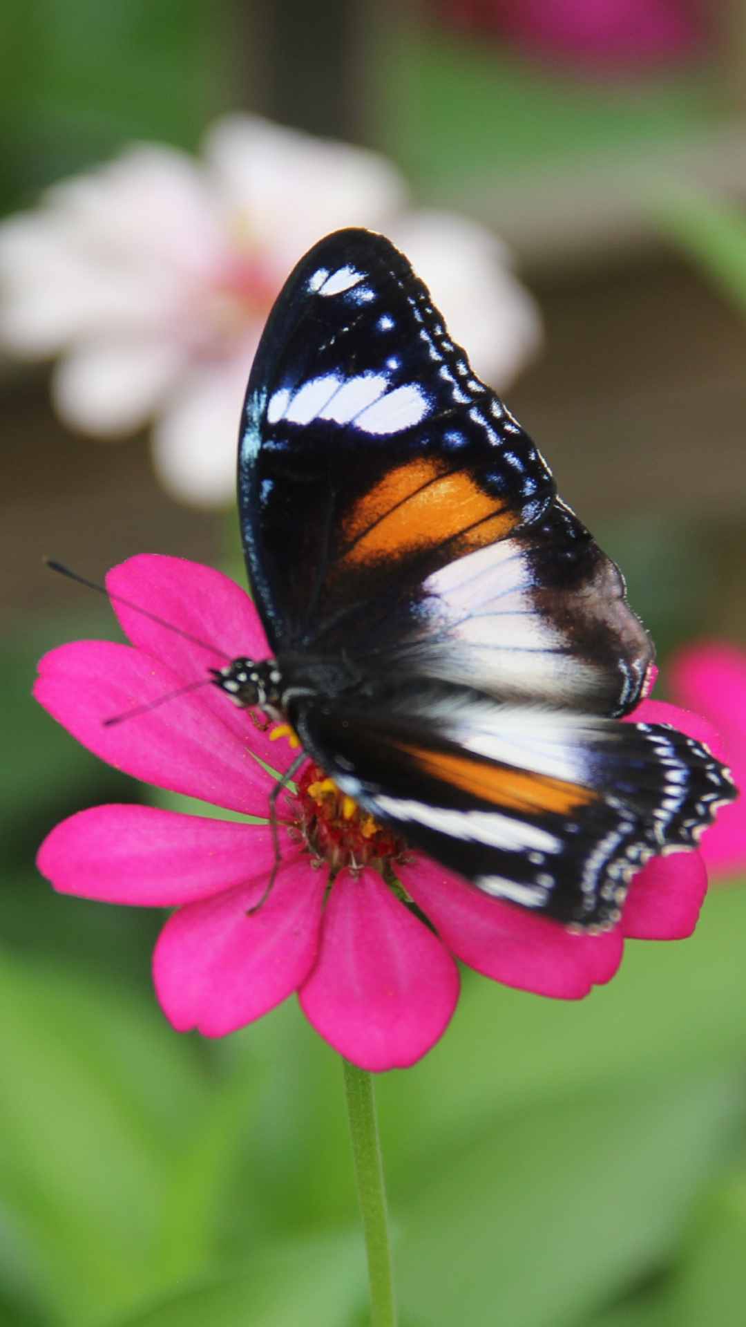 Butterfly Animal iPhone Wallpaper