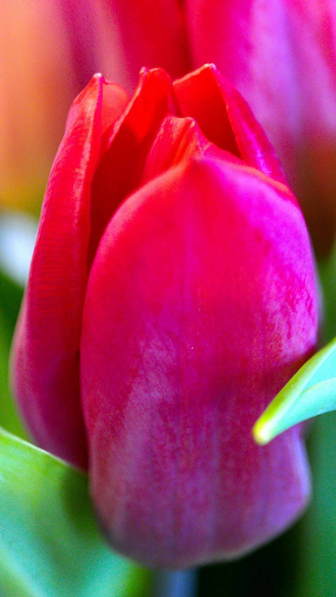 Tulip Flower iPhone Wallpaper