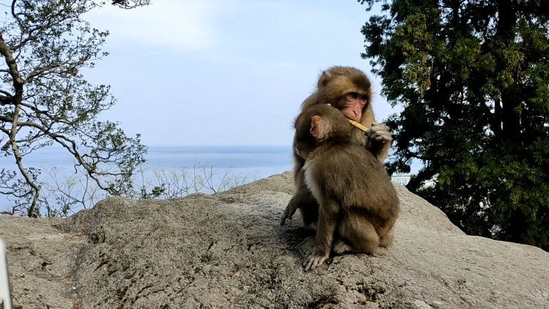 다카사키야마 자연동물원