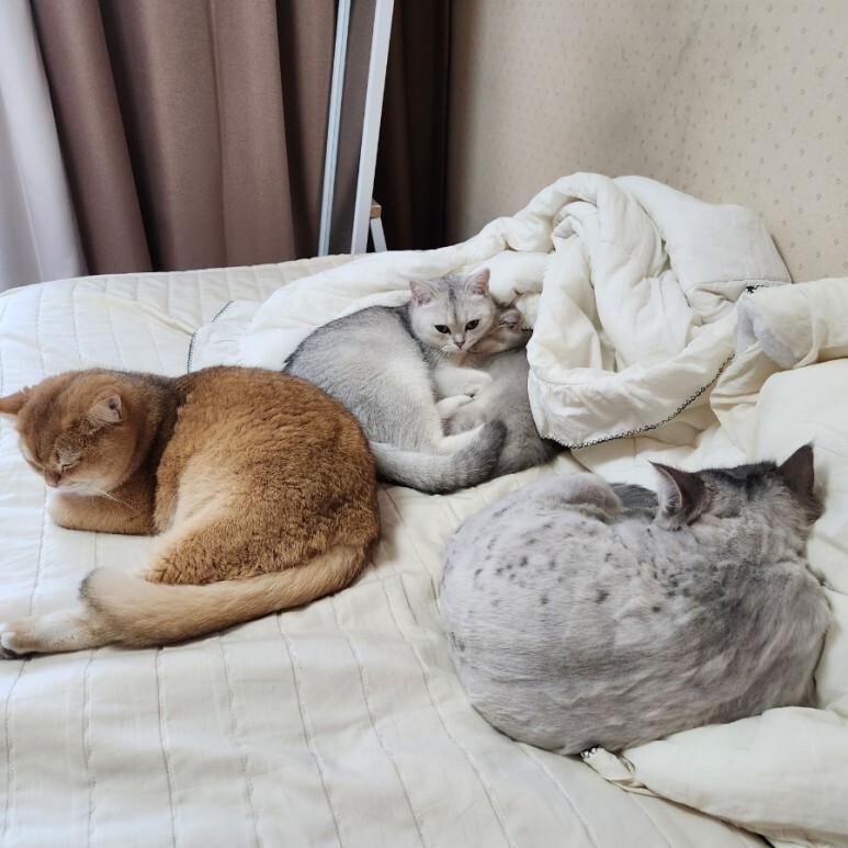 고양이
