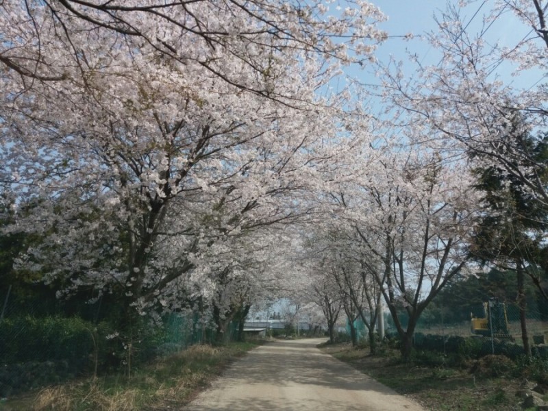 자배오름로 벚꽃길