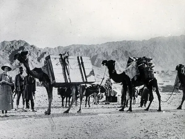 전쟁물자를 수송하는 낙타