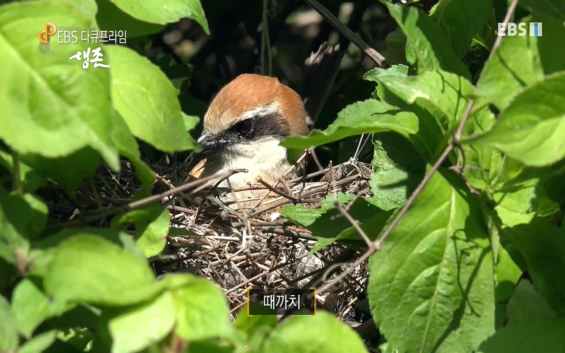 생존 3부_ EBS 다큐프라임_ 220629.avi_20220701_203233.786.jpg