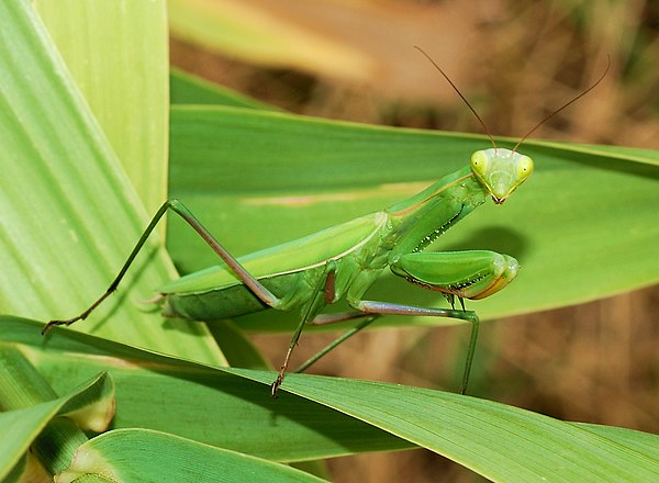 [곤충 백과] 항라사마귀 (Mantis religiosa 영명: Praying Mantis)