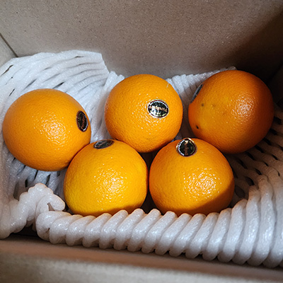 올팜 오렌지 수확