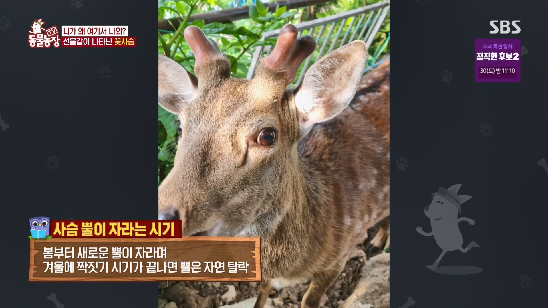 TV 동물농장.E1139.230924p.H264-F1RST.mp4_20230924_171709.998.jpg