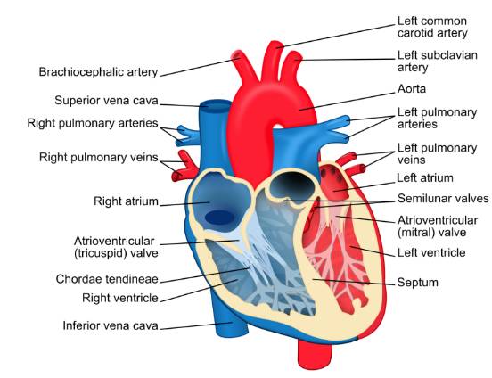 주요 심근경색 초기증상과 신호