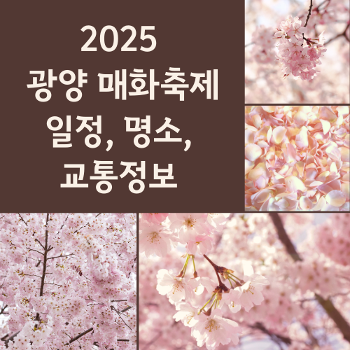 2025 광양 매화축제 일정, 명소, 교통정보 총정리