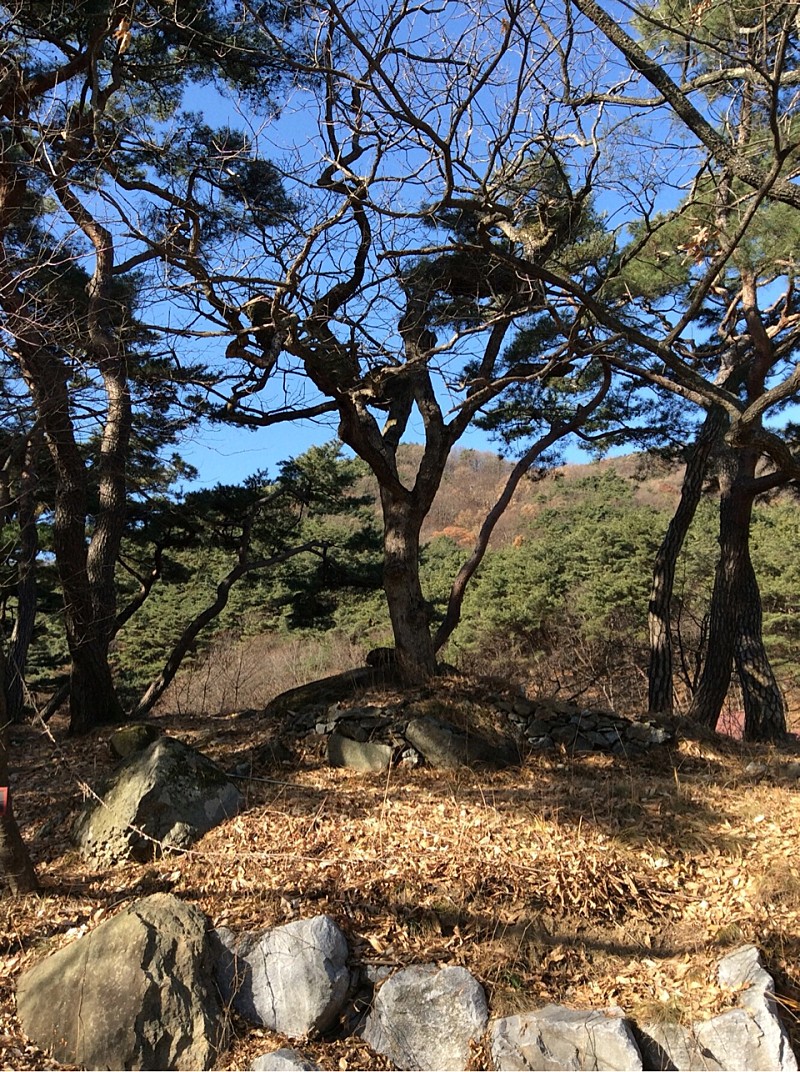 아산 봉곡사 천년의 숲길
