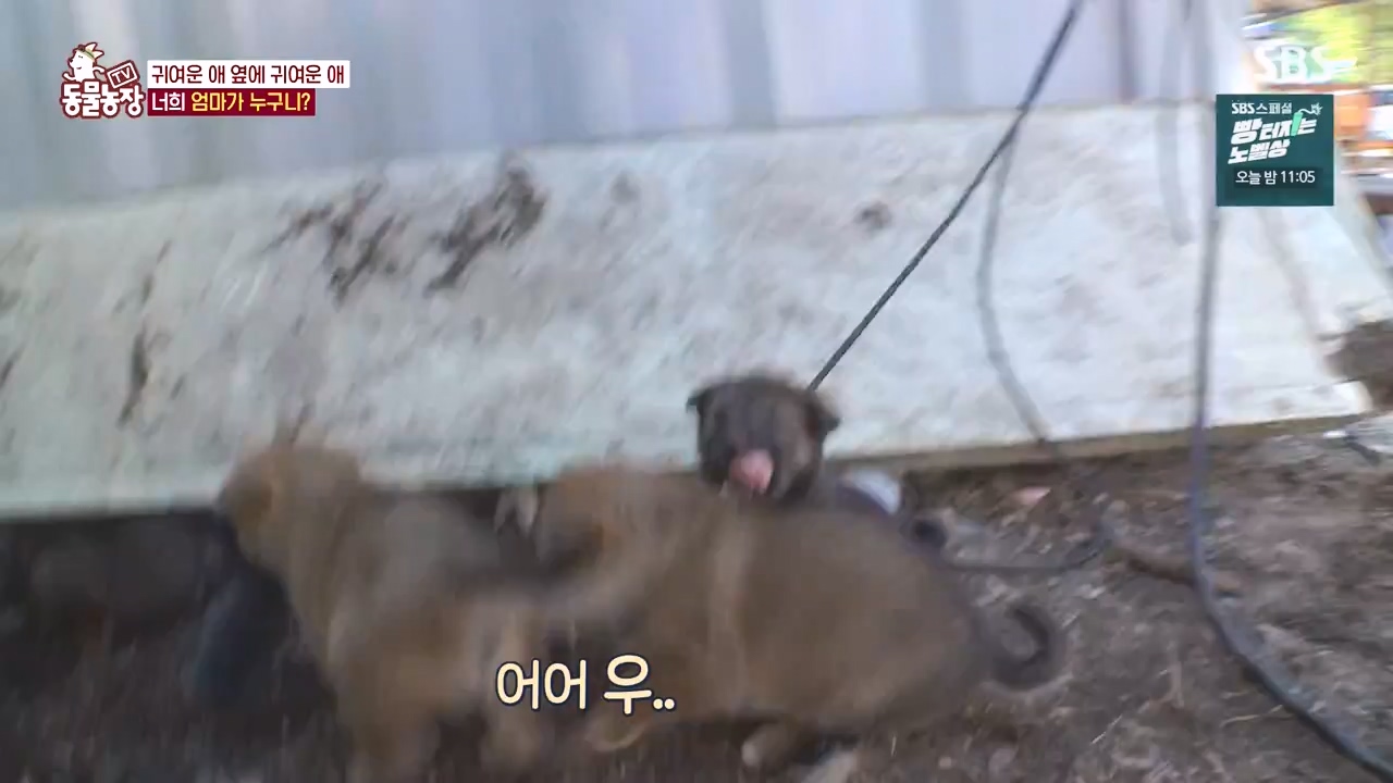 TV 동물농장.E1144.231106p-NEXT.mp4_20231105_175955.911.jpg