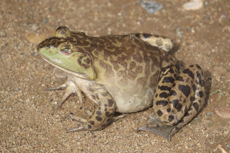 황소개구리(American Bull Frog)의 모습(출처-네이버)