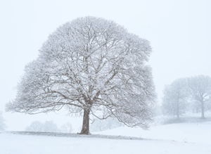 설원에-눈이쌓인-나무