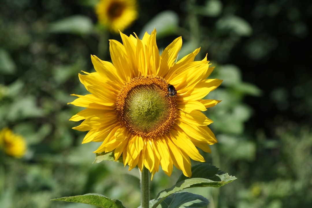 Sunflower.