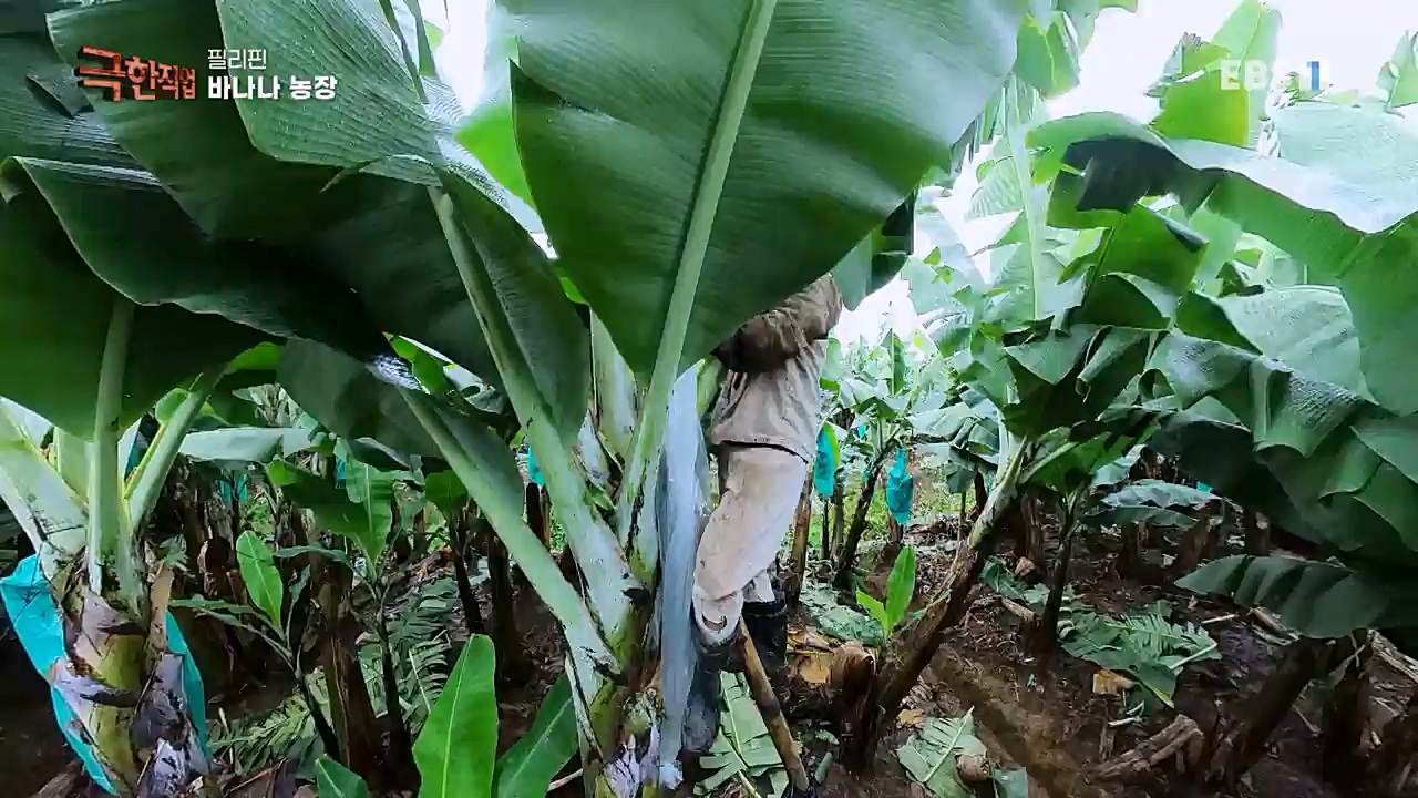 TV - 교육의 중심 EBS필리핀 바나나, 파인애플 농장.mp4_20230302_202859.523.jpg