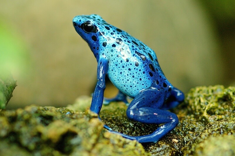파란 색 개구리가 앉아있는 사진