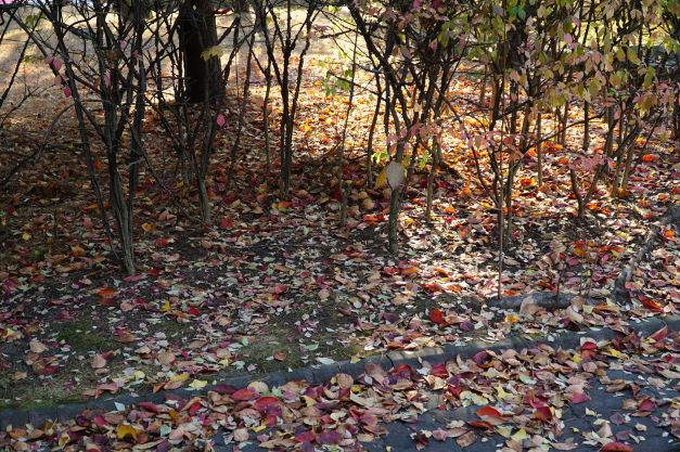 붉은 단풍 낙엽이 수북한 궁집 앞 화단