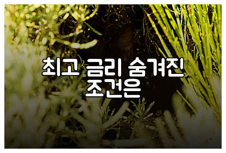 최고 금리 숨겨진 조건은