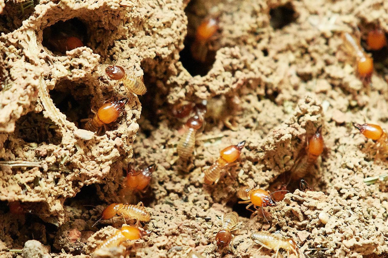개미 굴 속에 수많은 개미