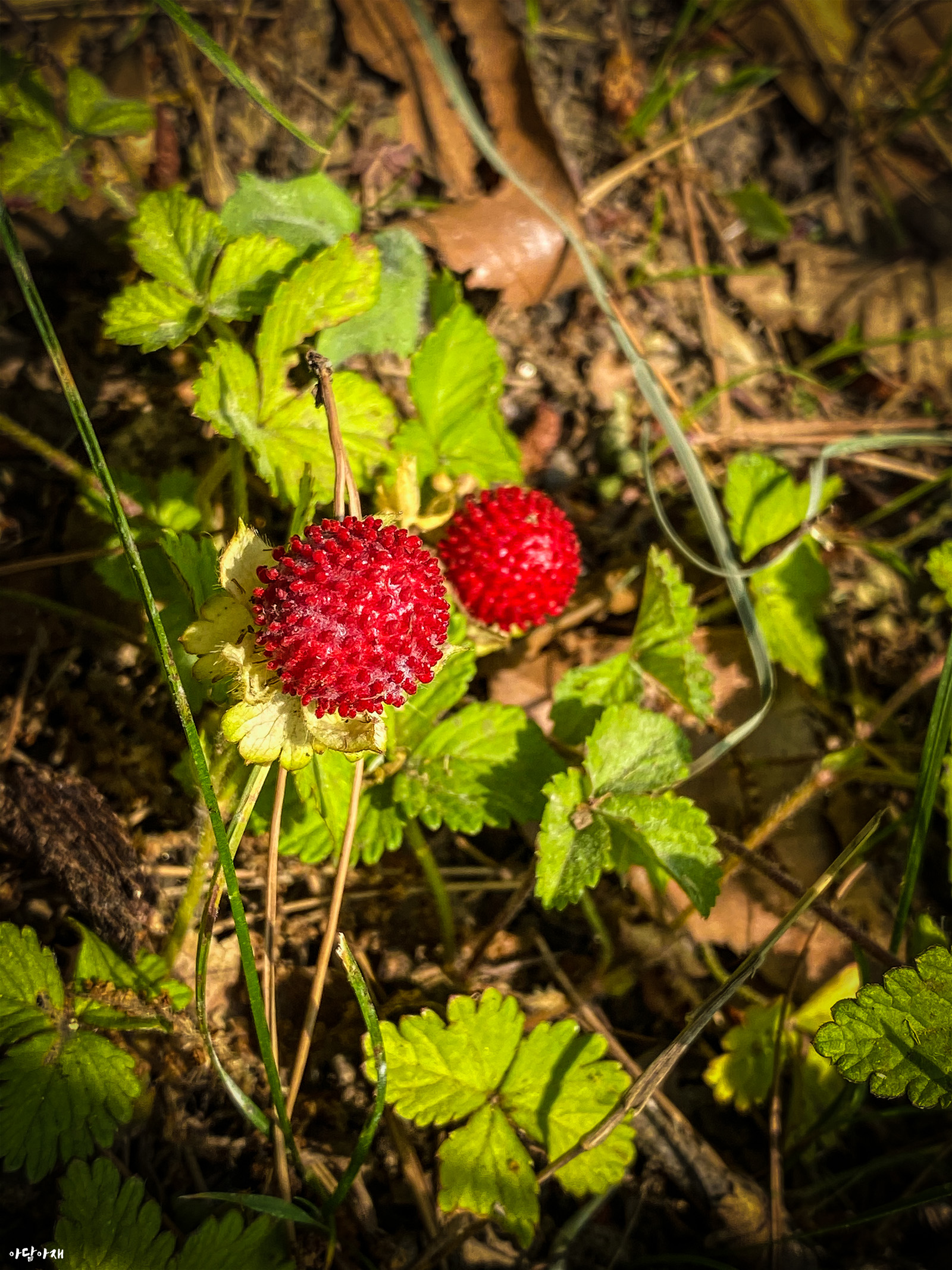  뱀딸기 / Duchesnea indica