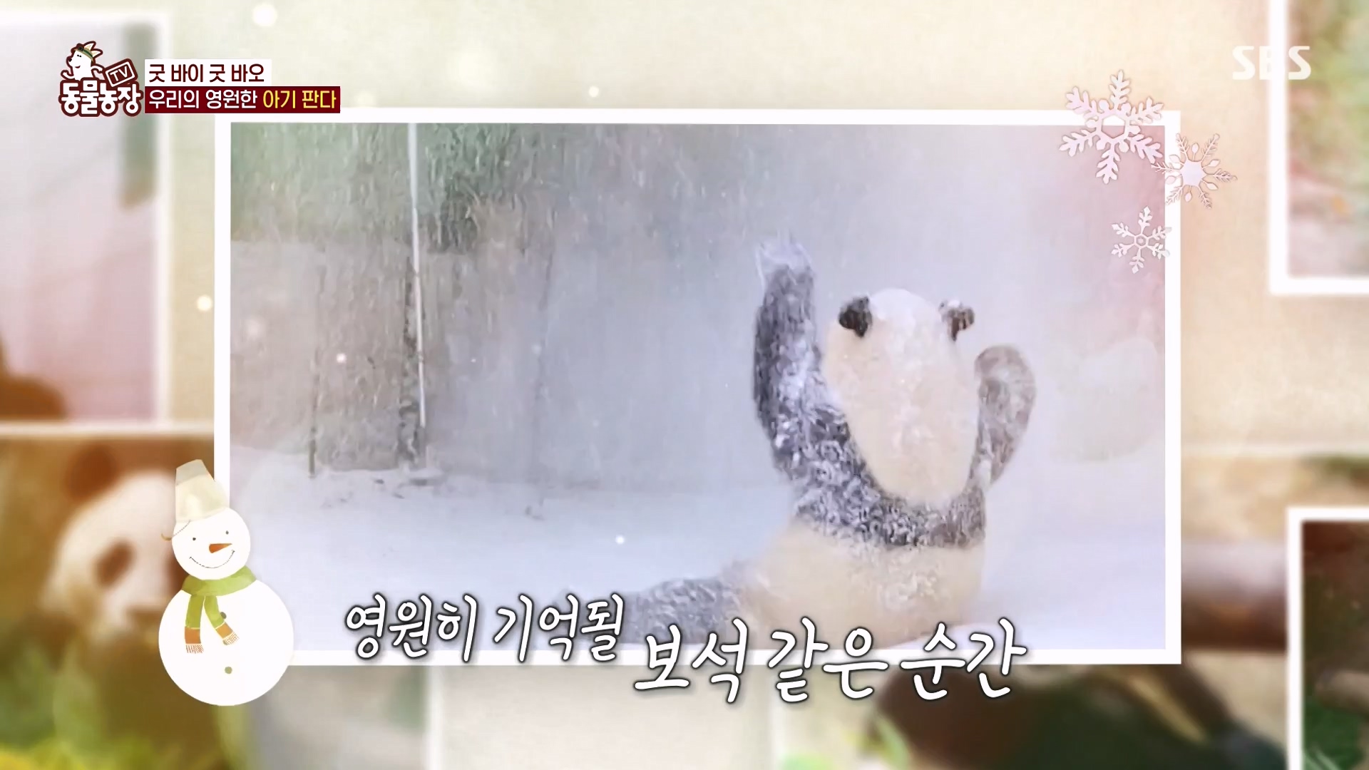 TV 동물농장.E1166.240407p-NEXT.mp4_20240407_164510.706.jpg