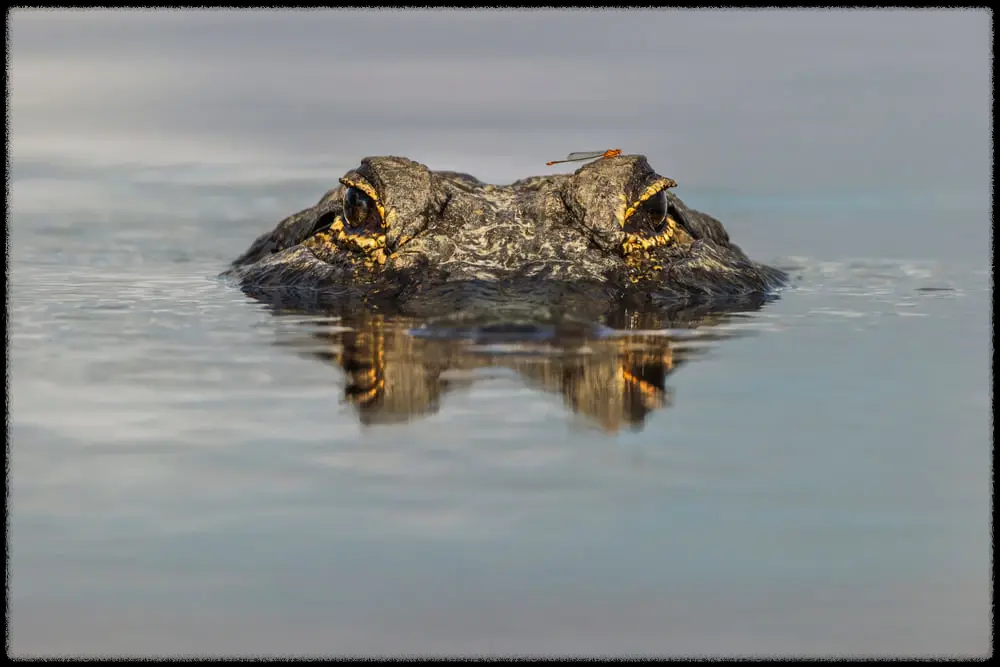  비상사태 국내 하천서 몸길이 1m가량의 살아있는 '악어' 발견