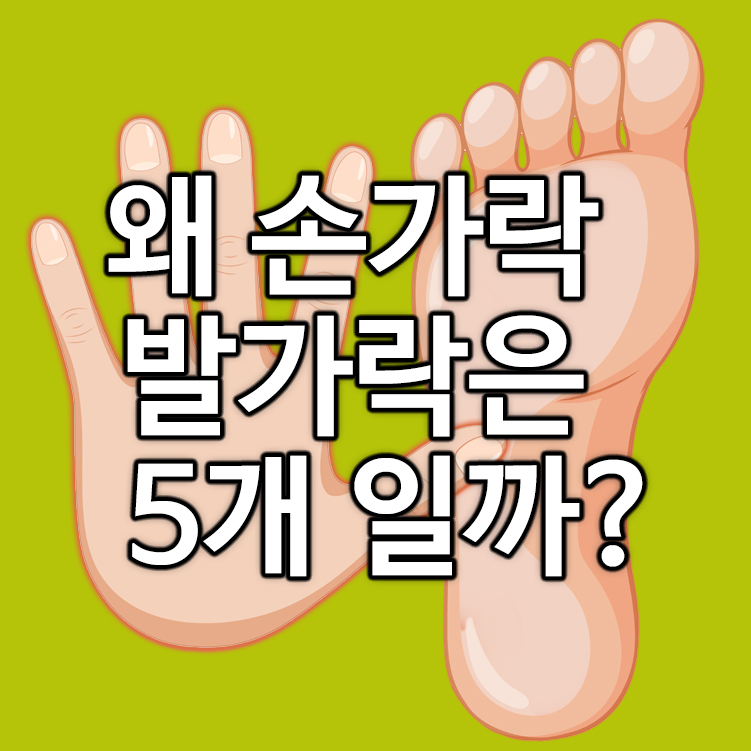 왜 손가락 발가락은 5개일까?
