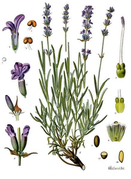 [식물] 잉글리쉬 라벤더 Lavandula angustifolia