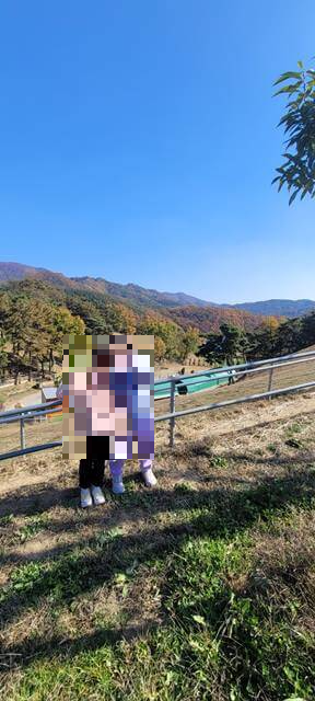칠곡 양떼목장 모습