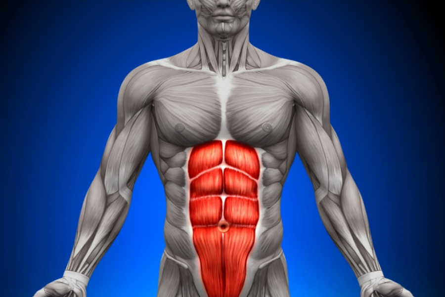 인체의 근육 중에서 복부에 위치를 한 복직근의 위치와 형태를 나타내주는 해부학적 이미지 사진