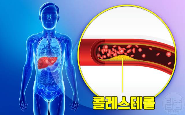 송이버섯 효능 콜레스테롤