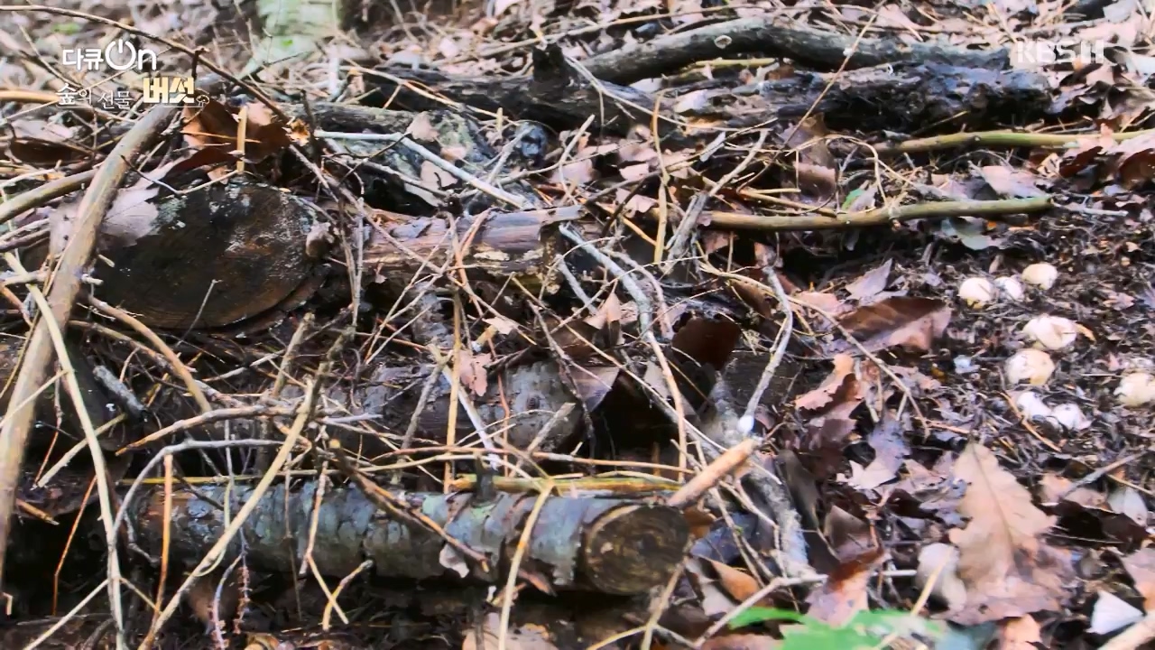 다큐 온.E227.231120p-NEXT.mp4_20231121_203655.000.jpg