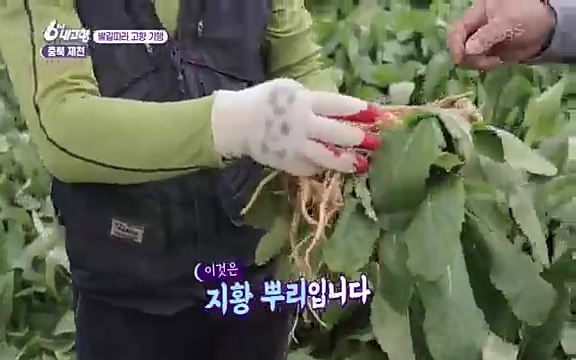 [7612회] 6시 내고향 - KBS7612회] 6시 내고향.ts_20220912_173323.805.jpg