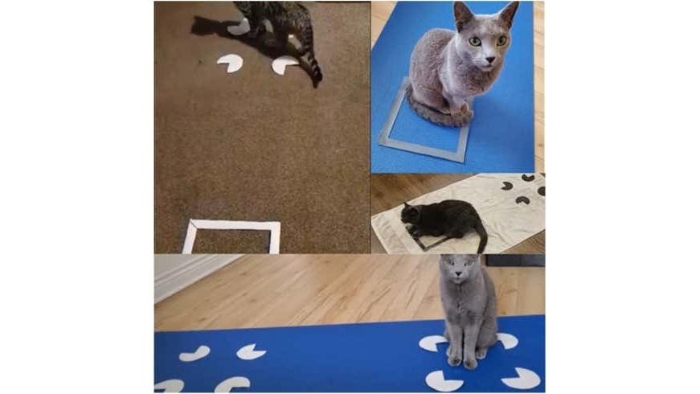 고양이 사각형 실험