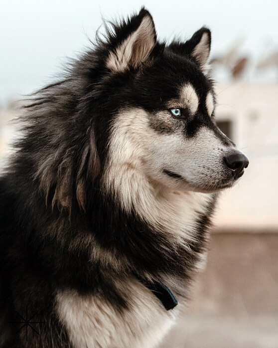 갈색과 흰색이 섞인 긴 털을 가진 개 한마리의 옆모습