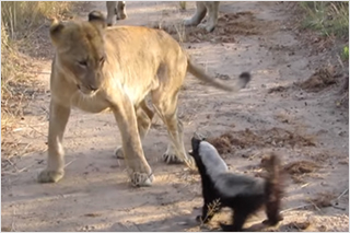 세상에서 가장 용감한 동물 3