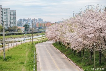 벚꽃 명소