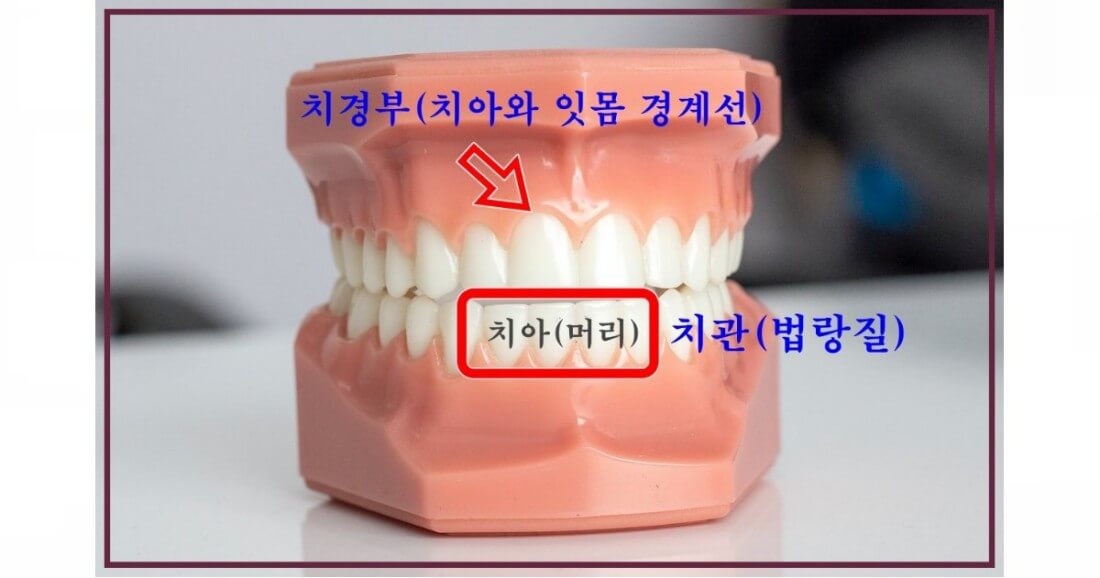 tooth-치경부-치관 표시