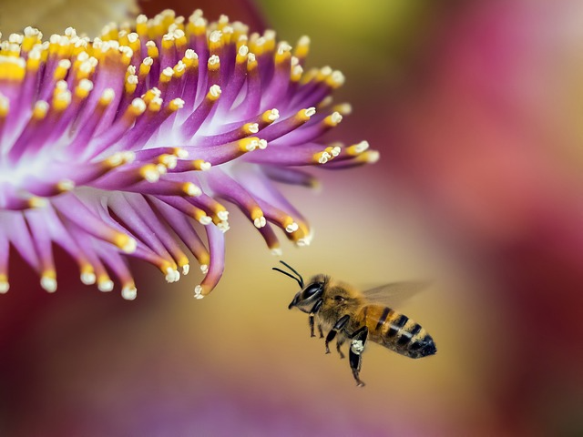 꿀벌의 중요성