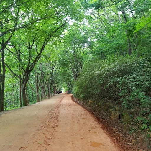 계족산 황톳길