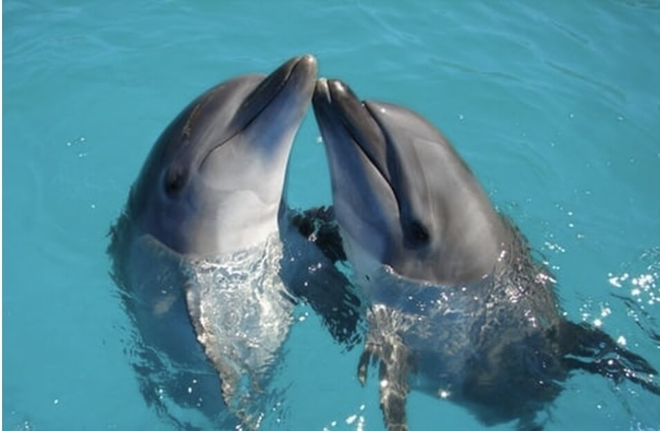 돌고래 두마리가 서로 물밖으로 얼굴을 내밀고 얼굴을 맞대고 있다